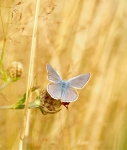 papillon azur 3